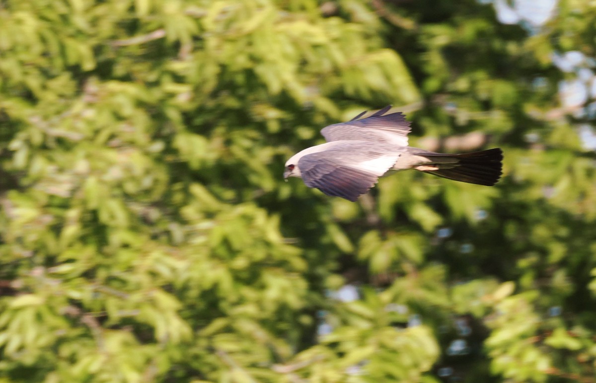 Mississippi Kite - ML620877552