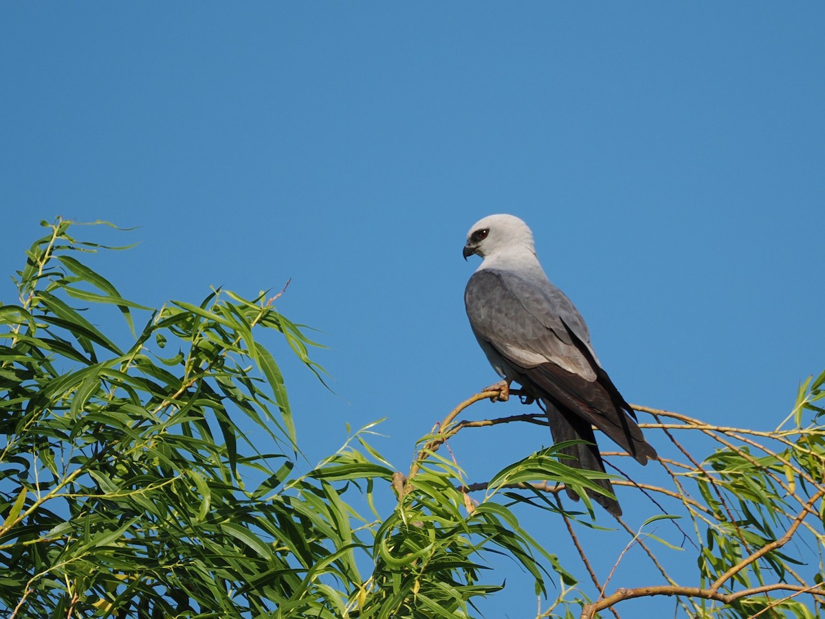 Mississippi Kite - ML620877553