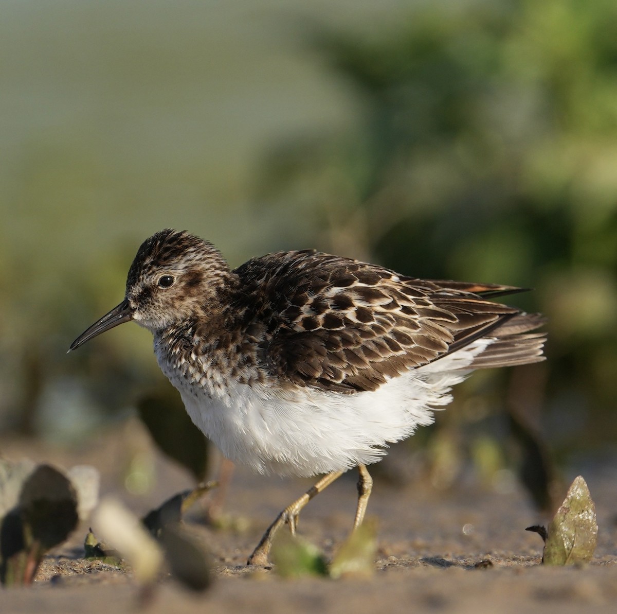 Least Sandpiper - ML620877554