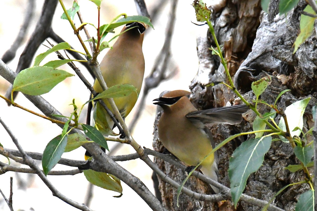 Cedar Waxwing - ML620877557