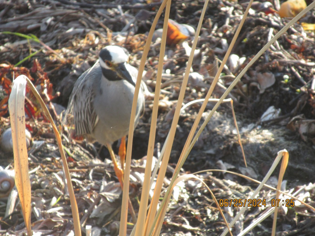 Yellow-crowned Night Heron - ML620877559