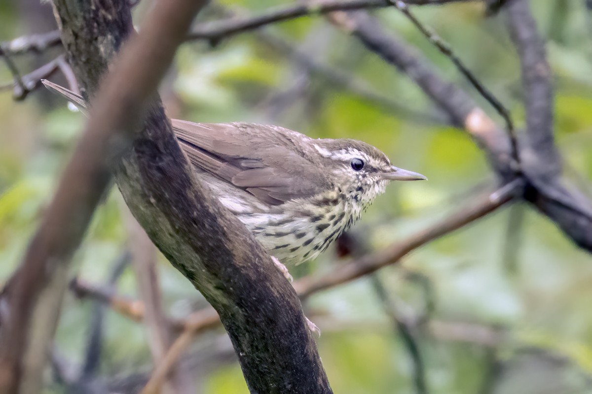 Northern Waterthrush - ML620877564