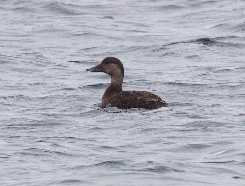 Common Scoter - ML620877565