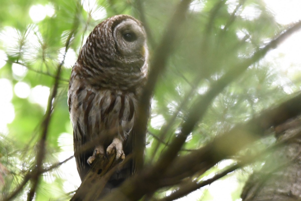 Barred Owl - Bill Ostrander