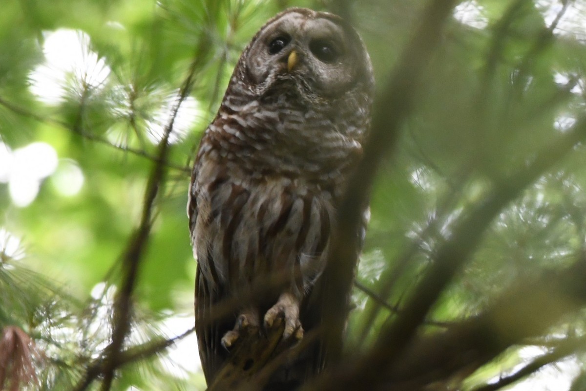 Barred Owl - ML620877567