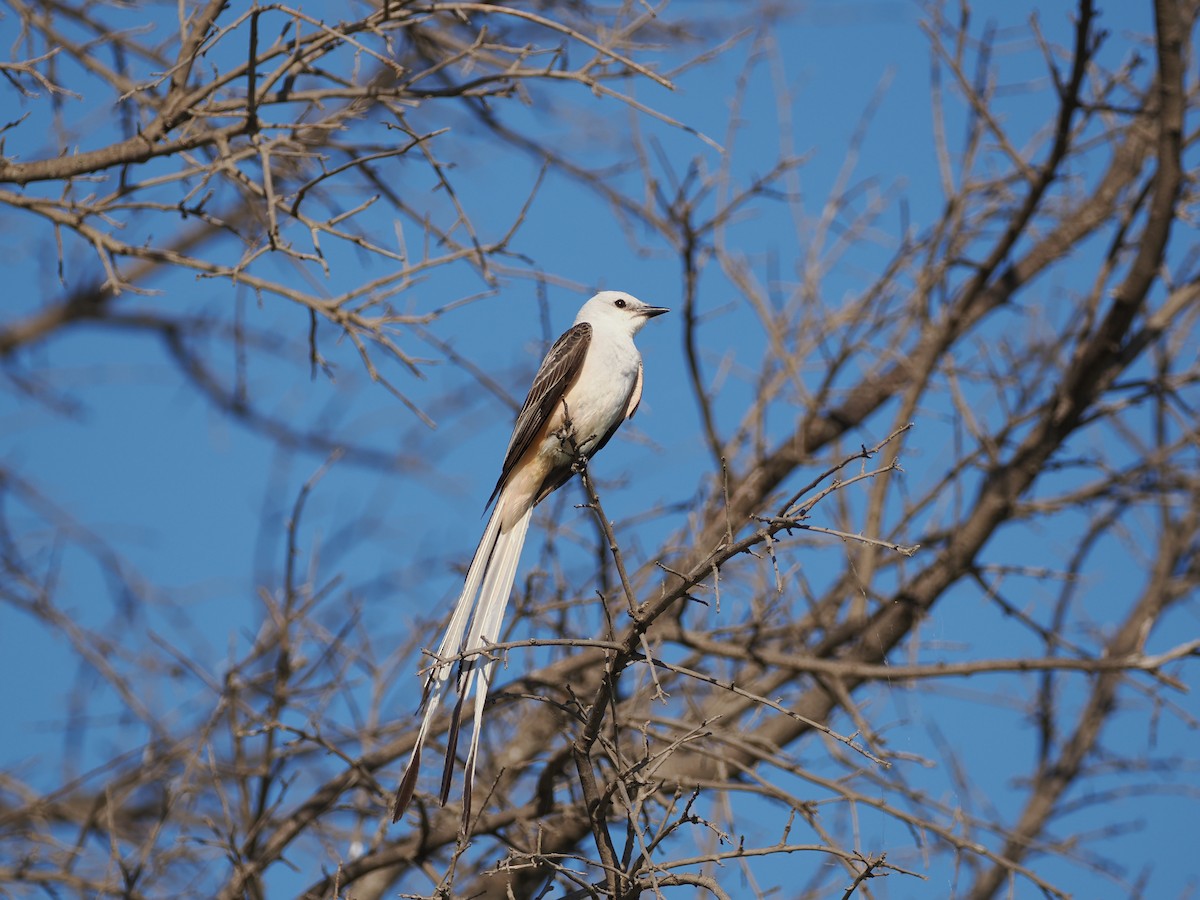 Scissor-tailed Flycatcher - ML620877569