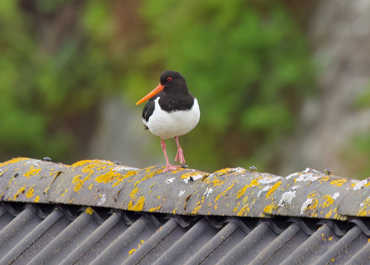 Eurasian Oystercatcher - ML620877570