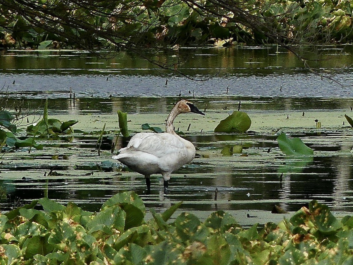 Trumpeter Swan - ML620877571