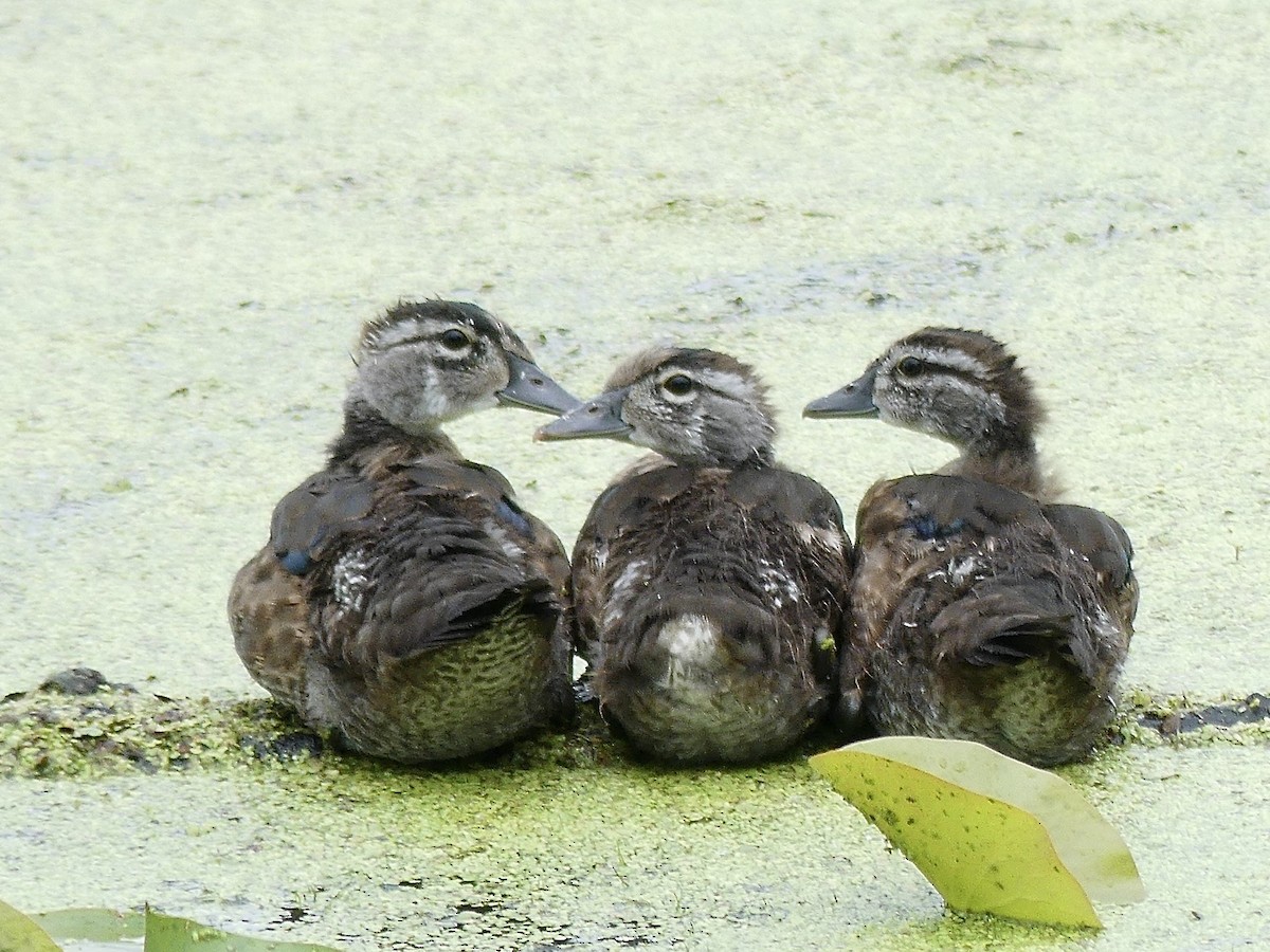 Wood Duck - ML620877582