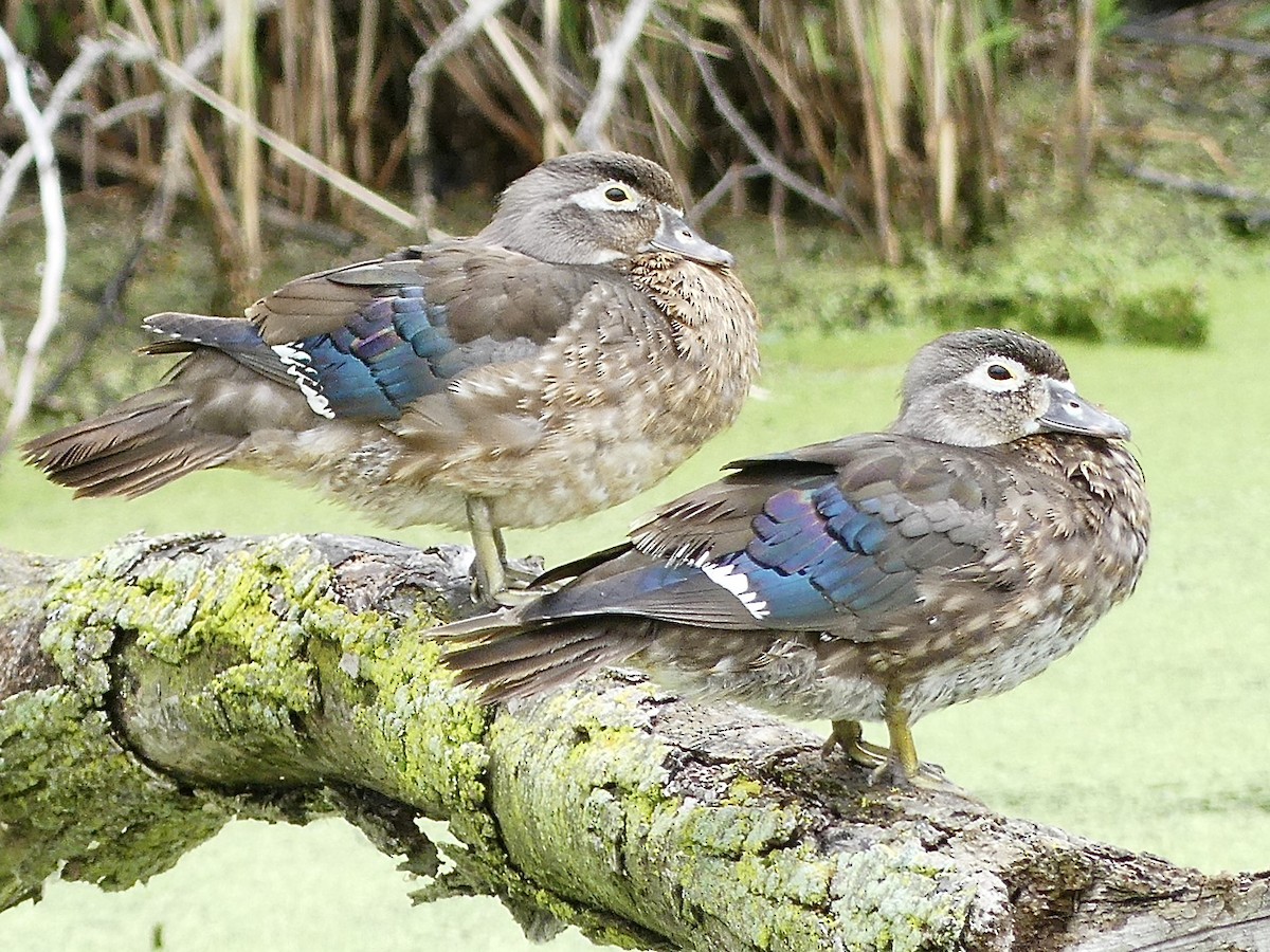 Wood Duck - ML620877585