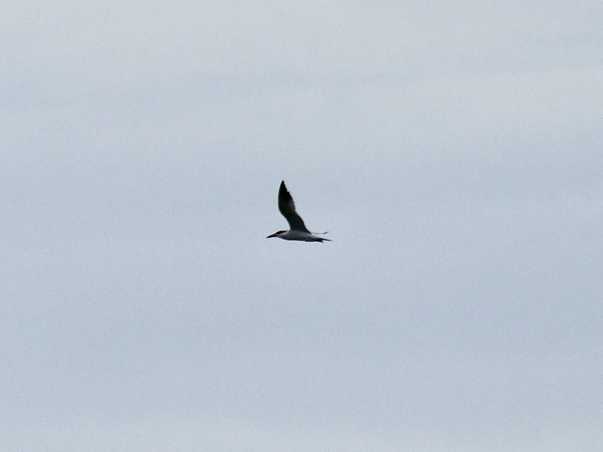 Caspian Tern - ML620877587