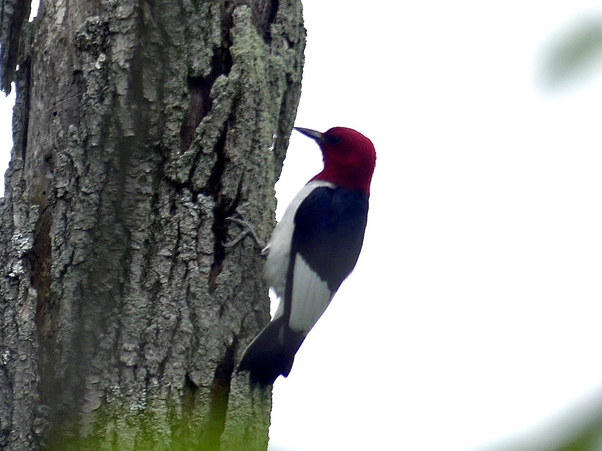 Red-headed Woodpecker - ML620877590