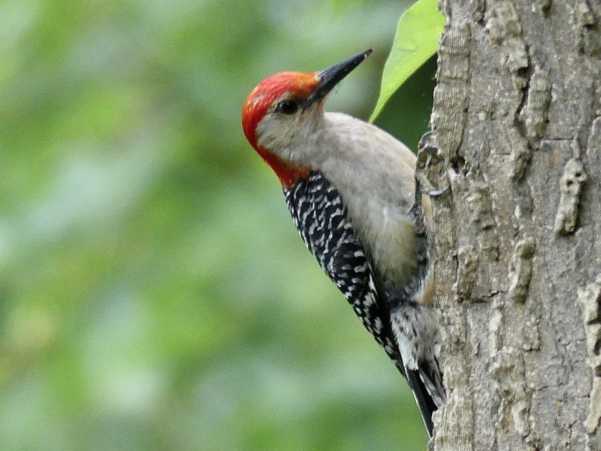 Red-bellied Woodpecker - ML620877594