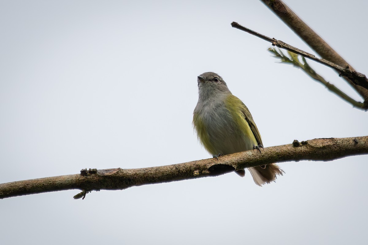 Gray-capped Tyrannulet - ML620877598