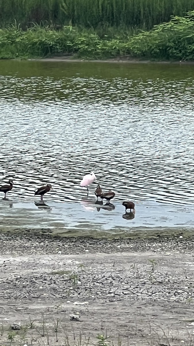 Roseate Spoonbill - ML620877601