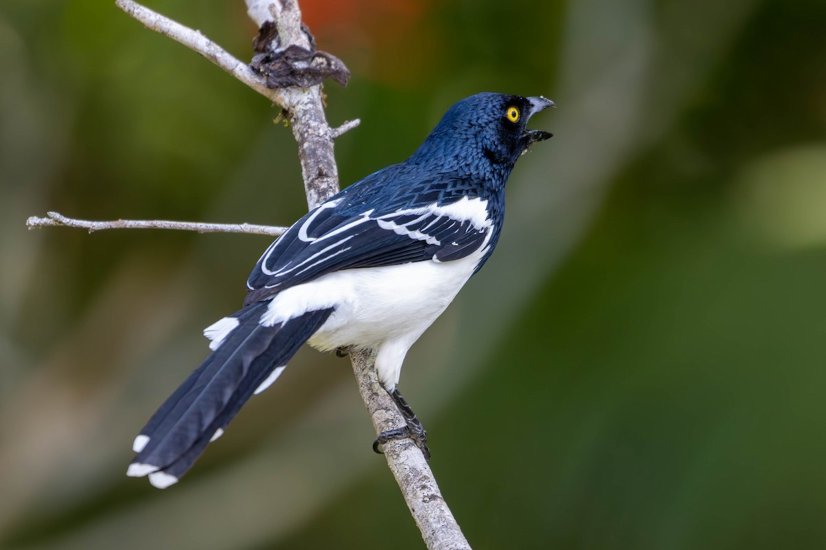 Magpie Tanager - ML620877605