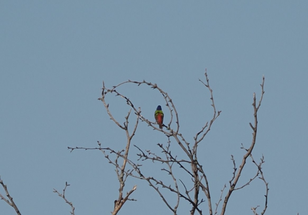 Painted Bunting - ML620877606