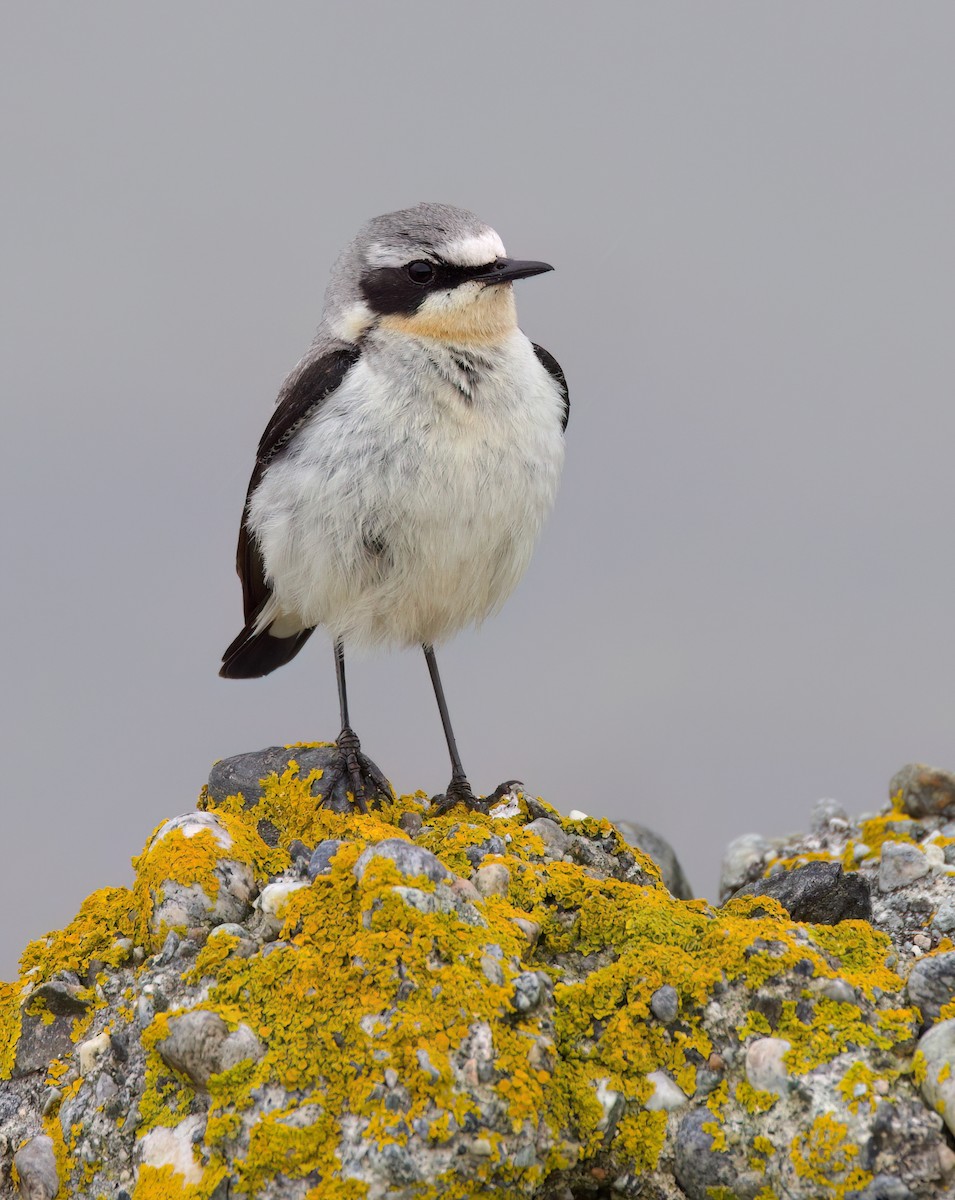 Northern Wheatear - ML620877609