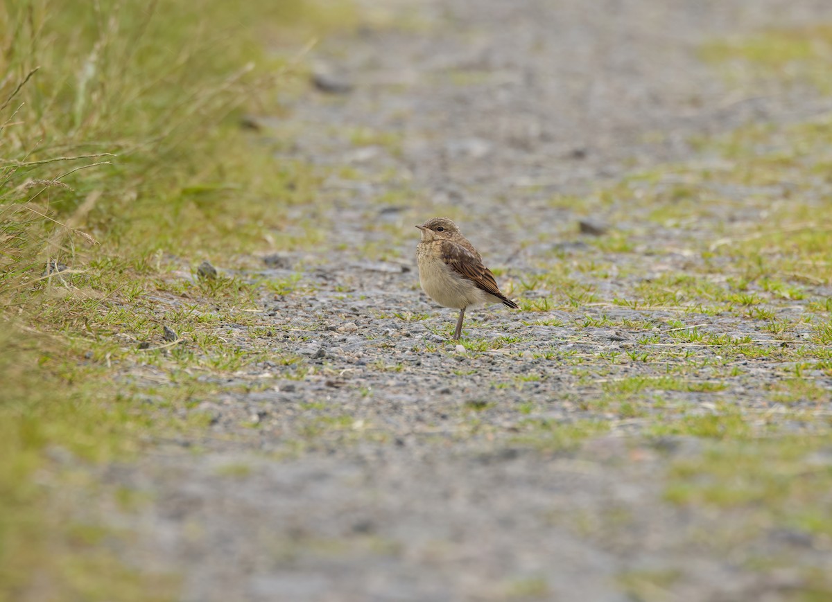 Northern Wheatear - ML620877610