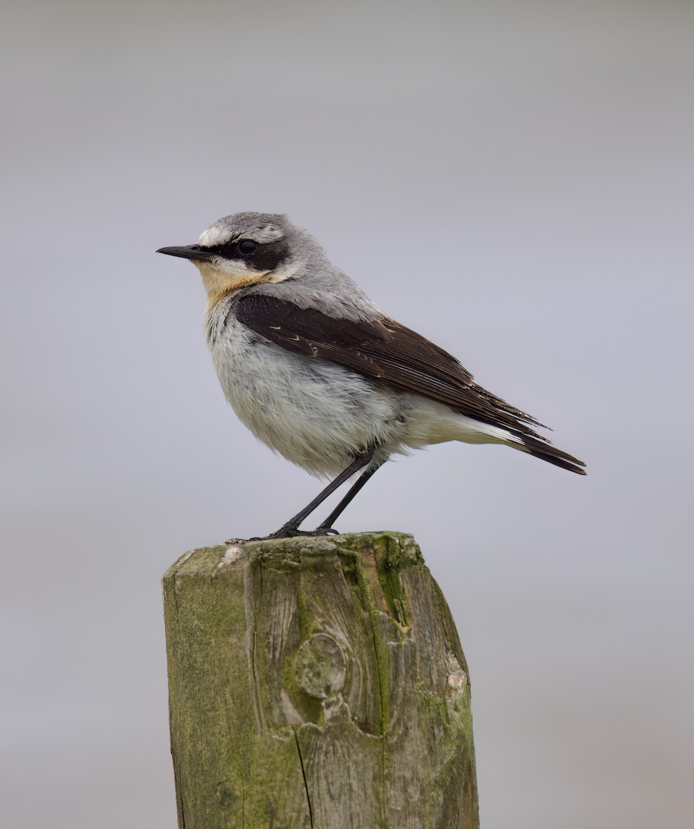 Northern Wheatear - ML620877612