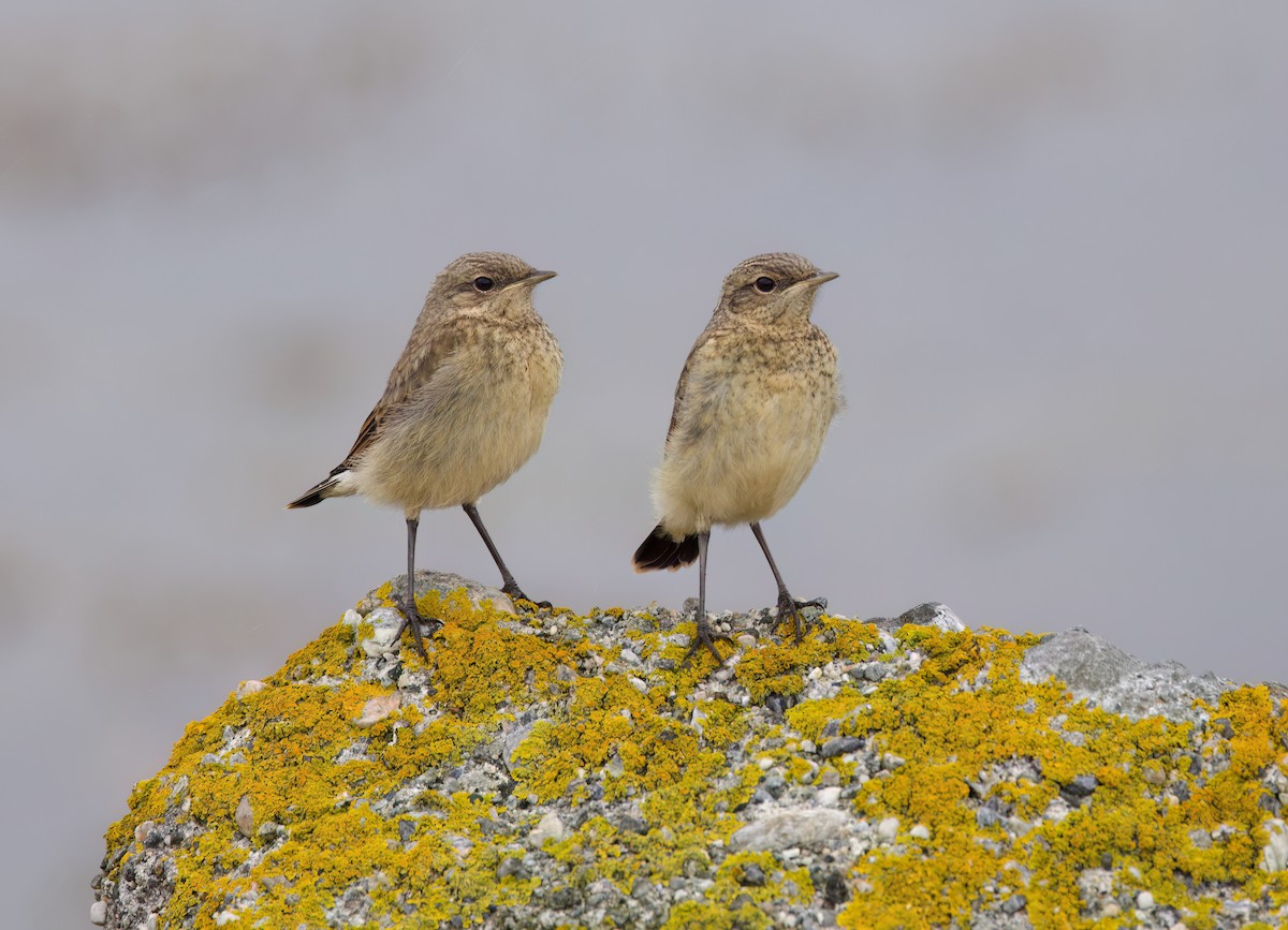 Northern Wheatear - ML620877613