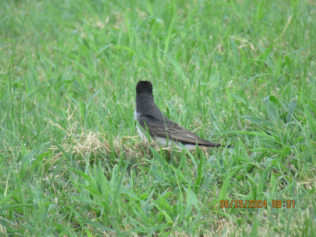 Eastern Kingbird - ML620877614