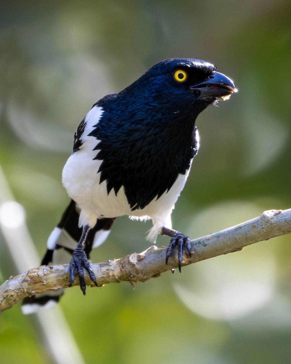 Magpie Tanager - ML620877617