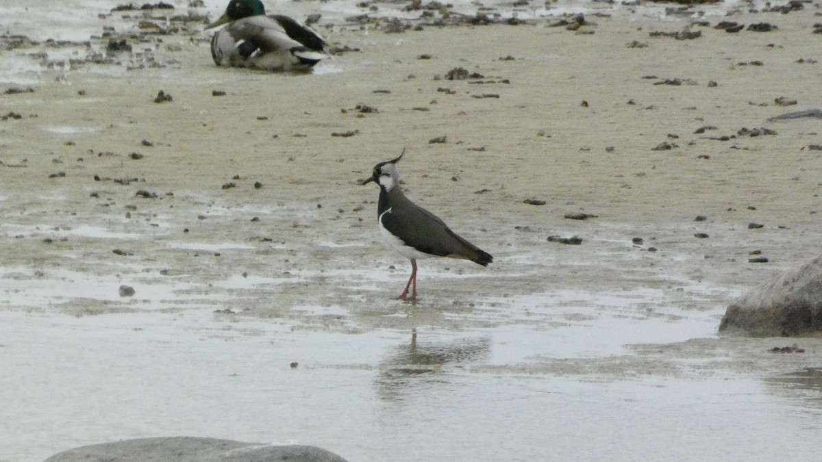 Northern Lapwing - ML620877618