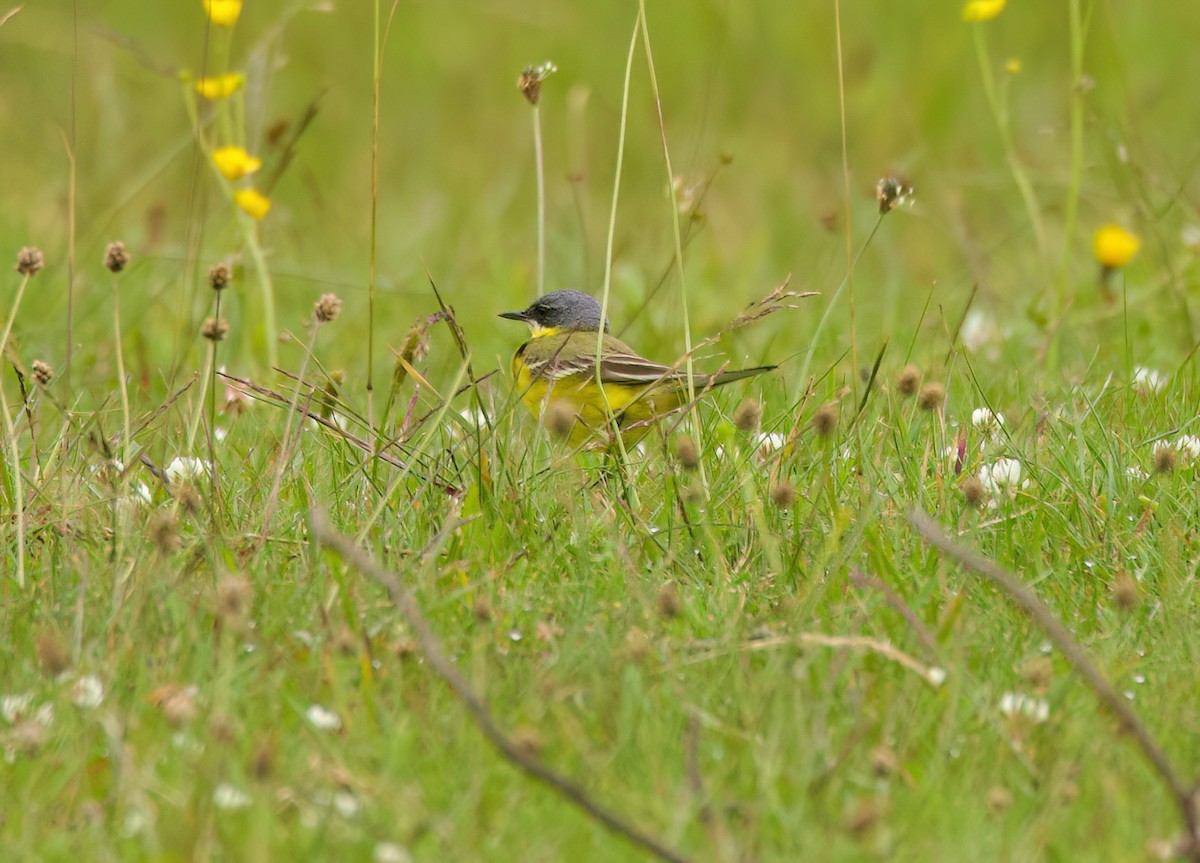 Western Yellow Wagtail - ML620877620