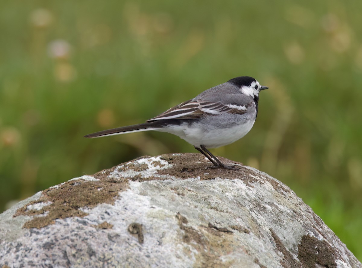 White Wagtail - ML620877622