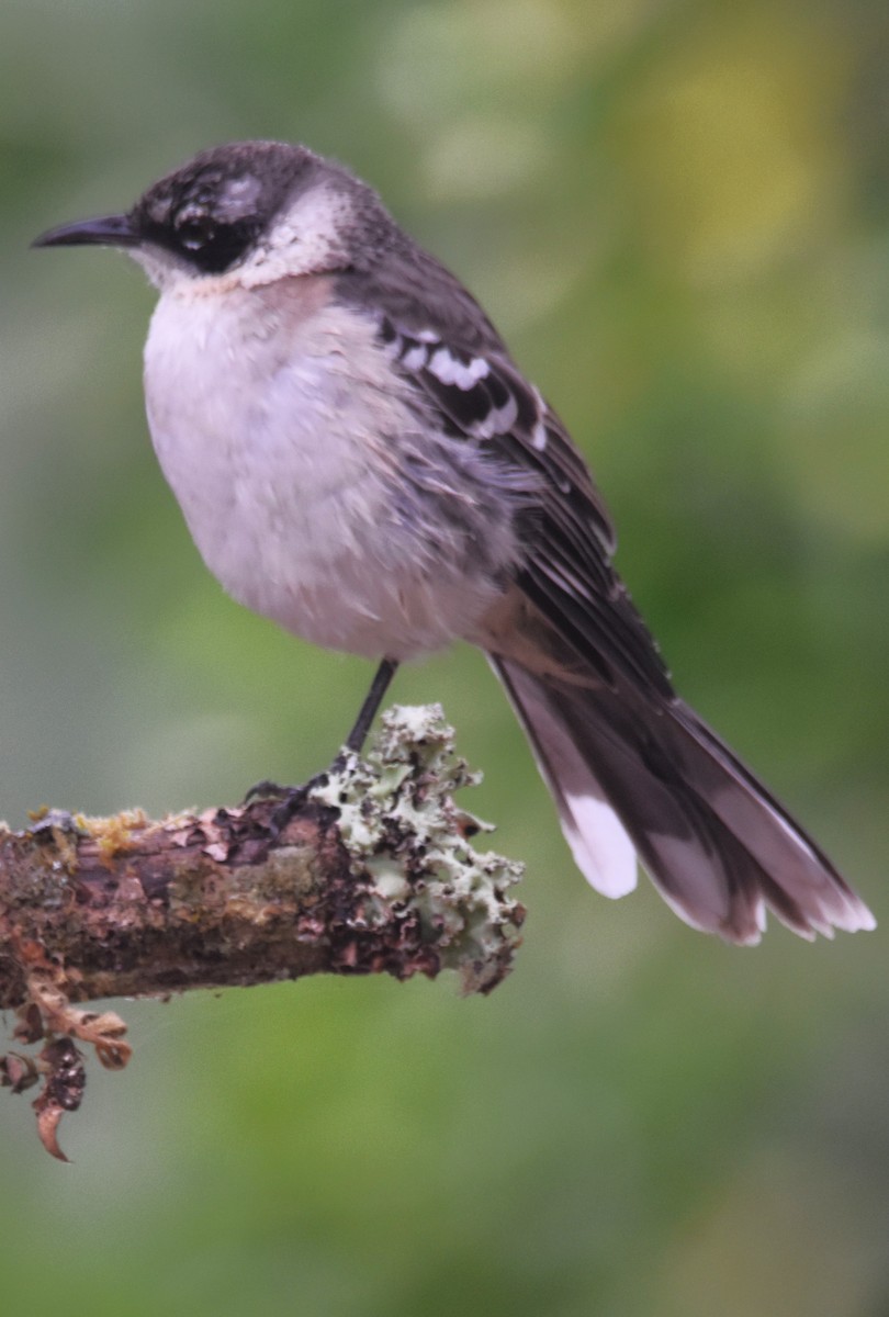 Galapagos Mockingbird - ML620877624