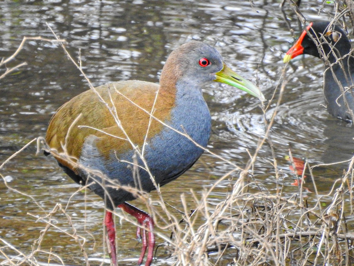 Slaty-breasted Wood-Rail - ML620877625