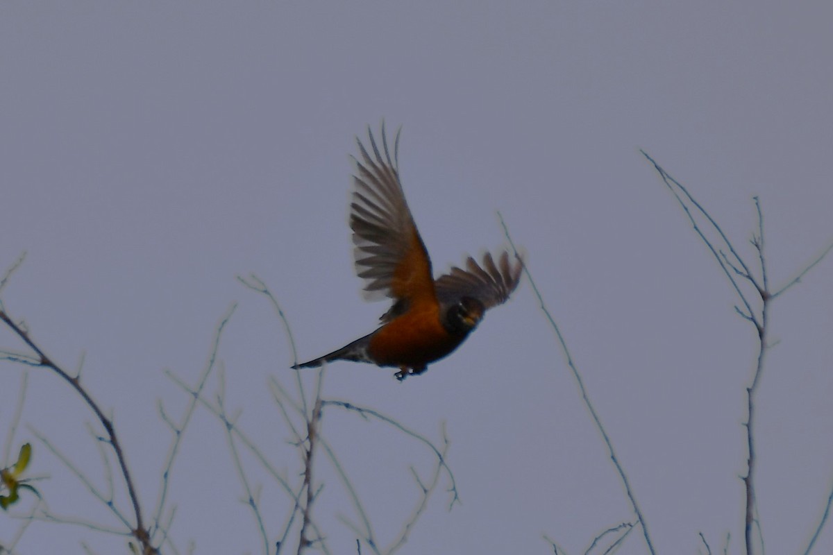 American Robin - ML620877629