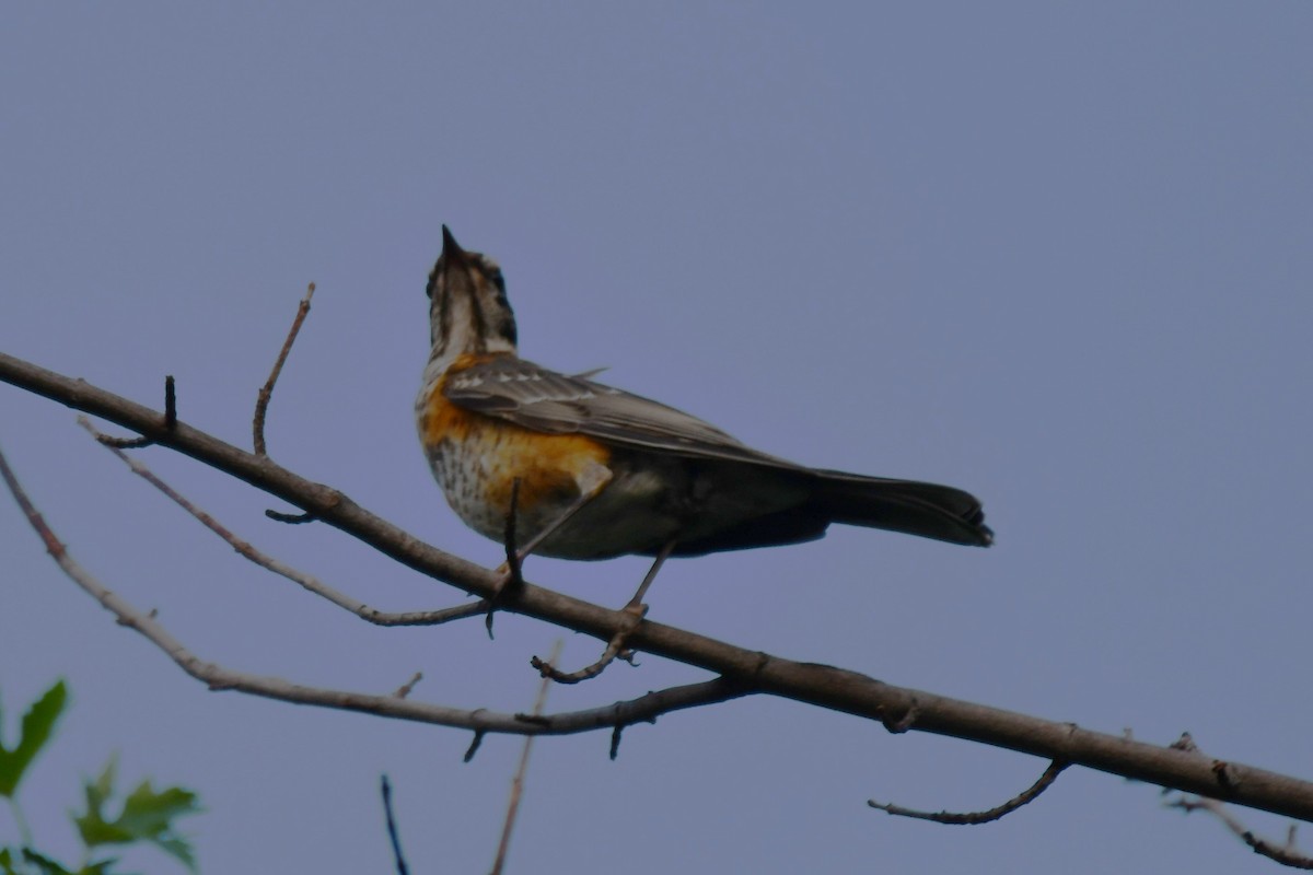 American Robin - ML620877632