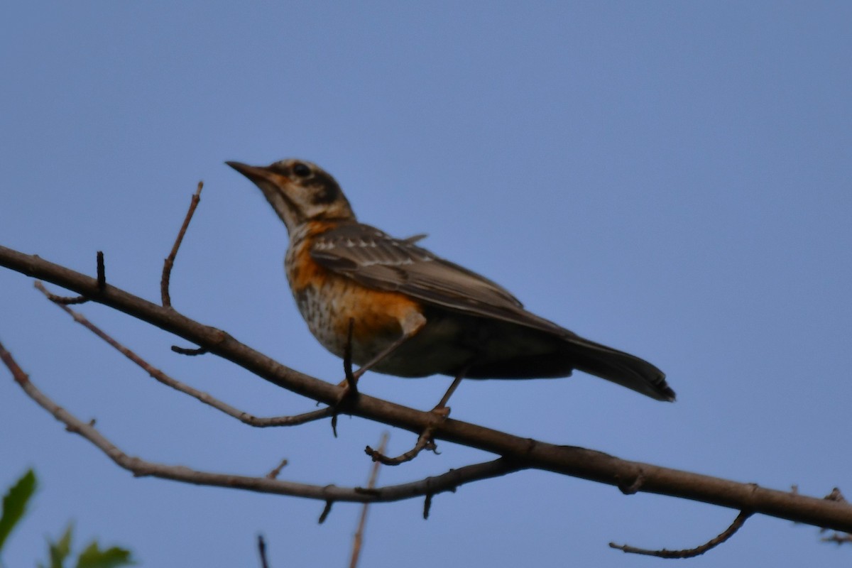 American Robin - ML620877634