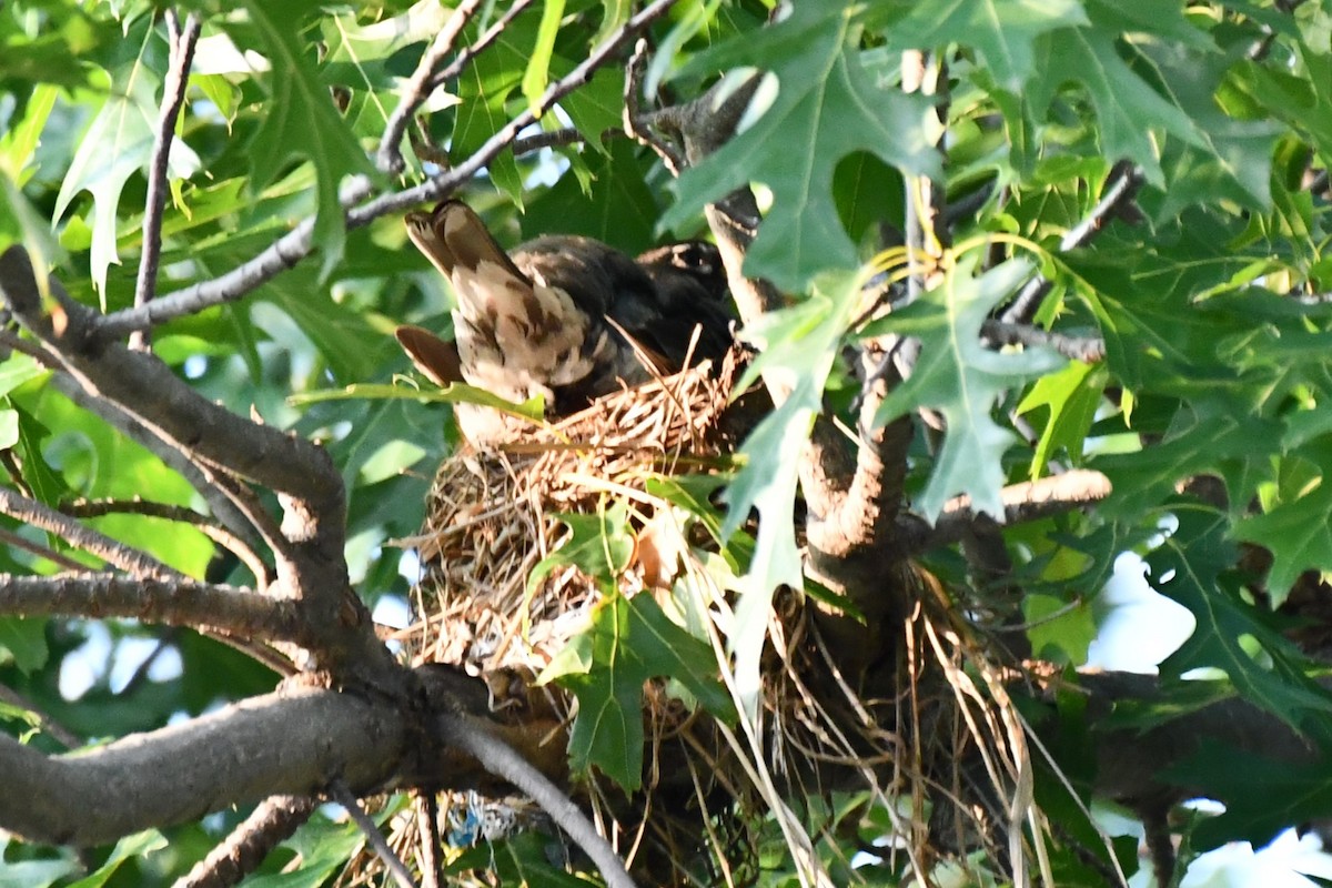 American Robin - ML620877635