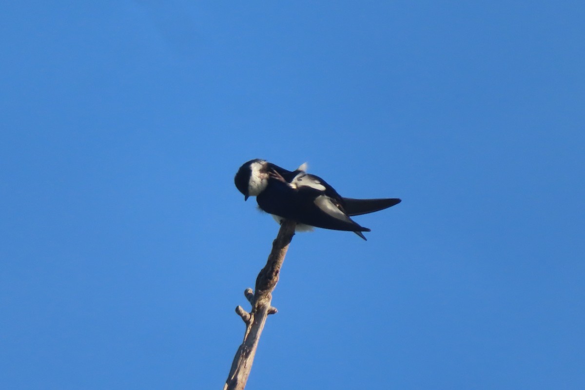 Golondrina Bicolor - ML620877641