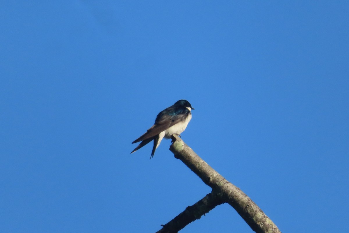 Golondrina Bicolor - ML620877642