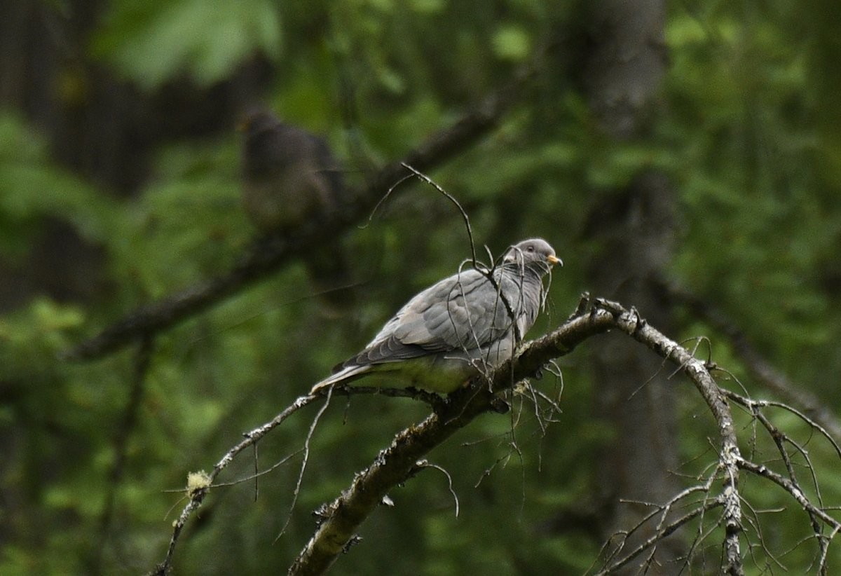 Band-tailed Pigeon - ML620877649