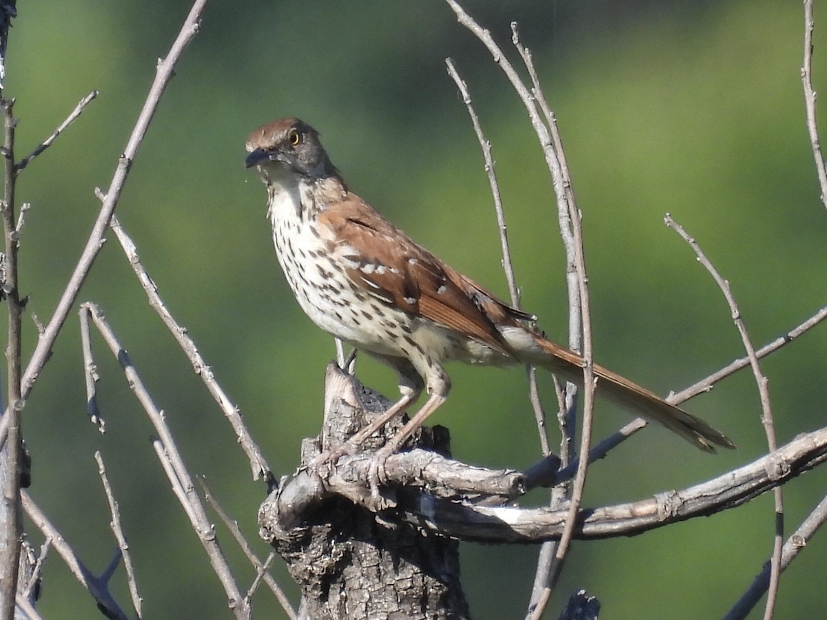 Brown Thrasher - ML620877650