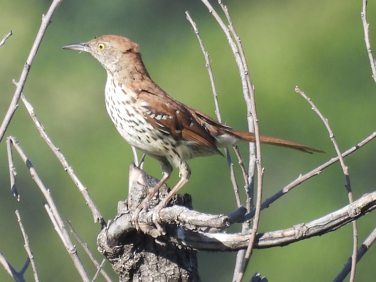 Brown Thrasher - ML620877651