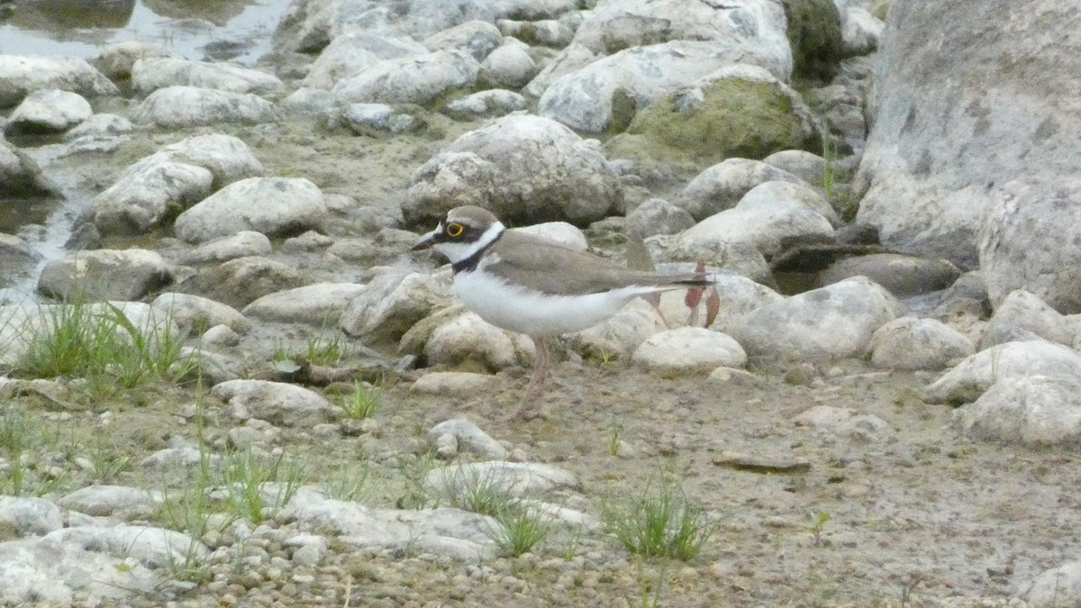 Little Ringed Plover - ML620877652