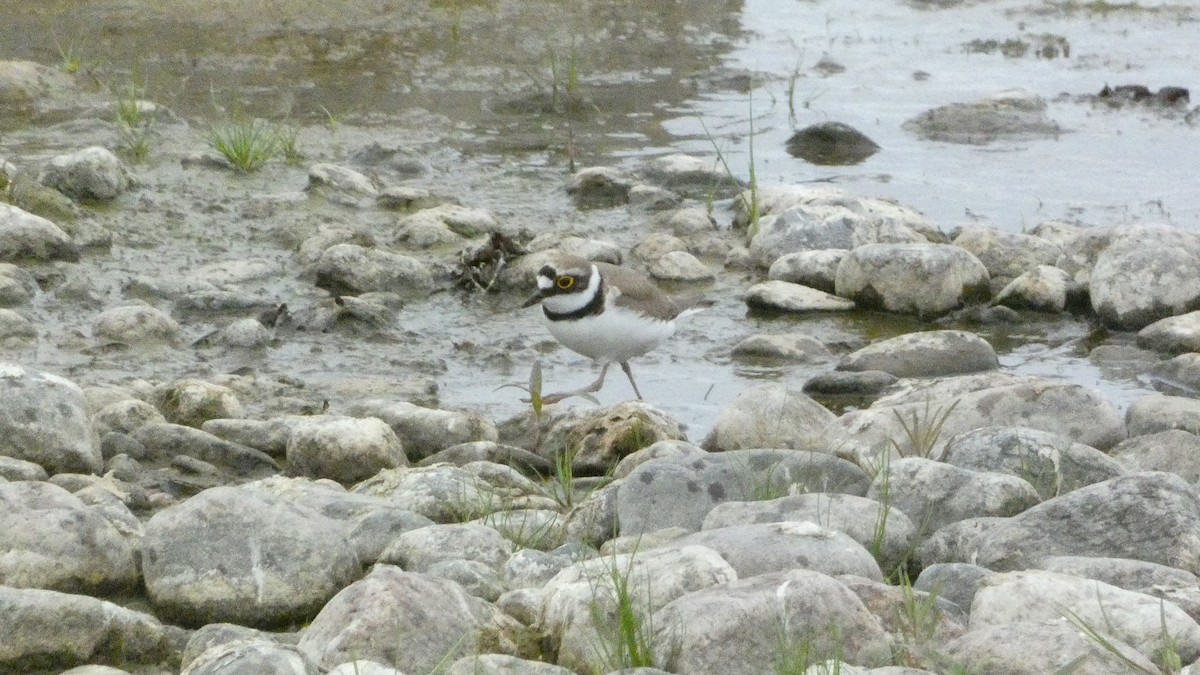 Little Ringed Plover - ML620877653