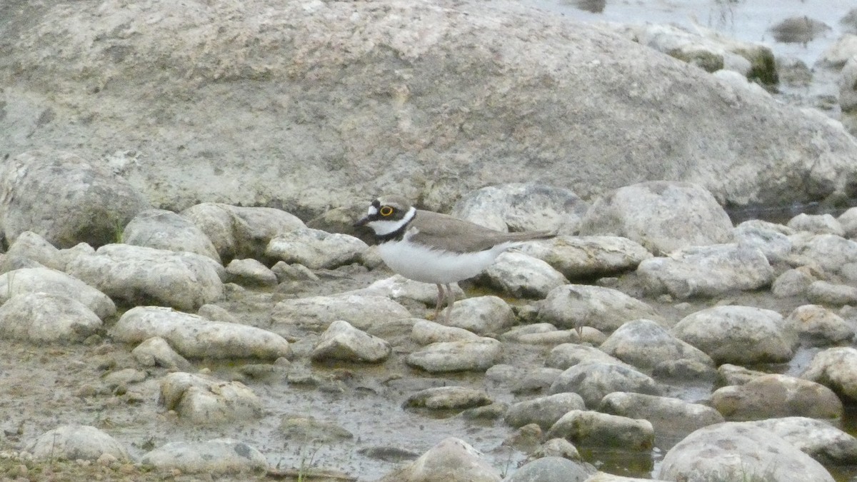 Little Ringed Plover - ML620877654