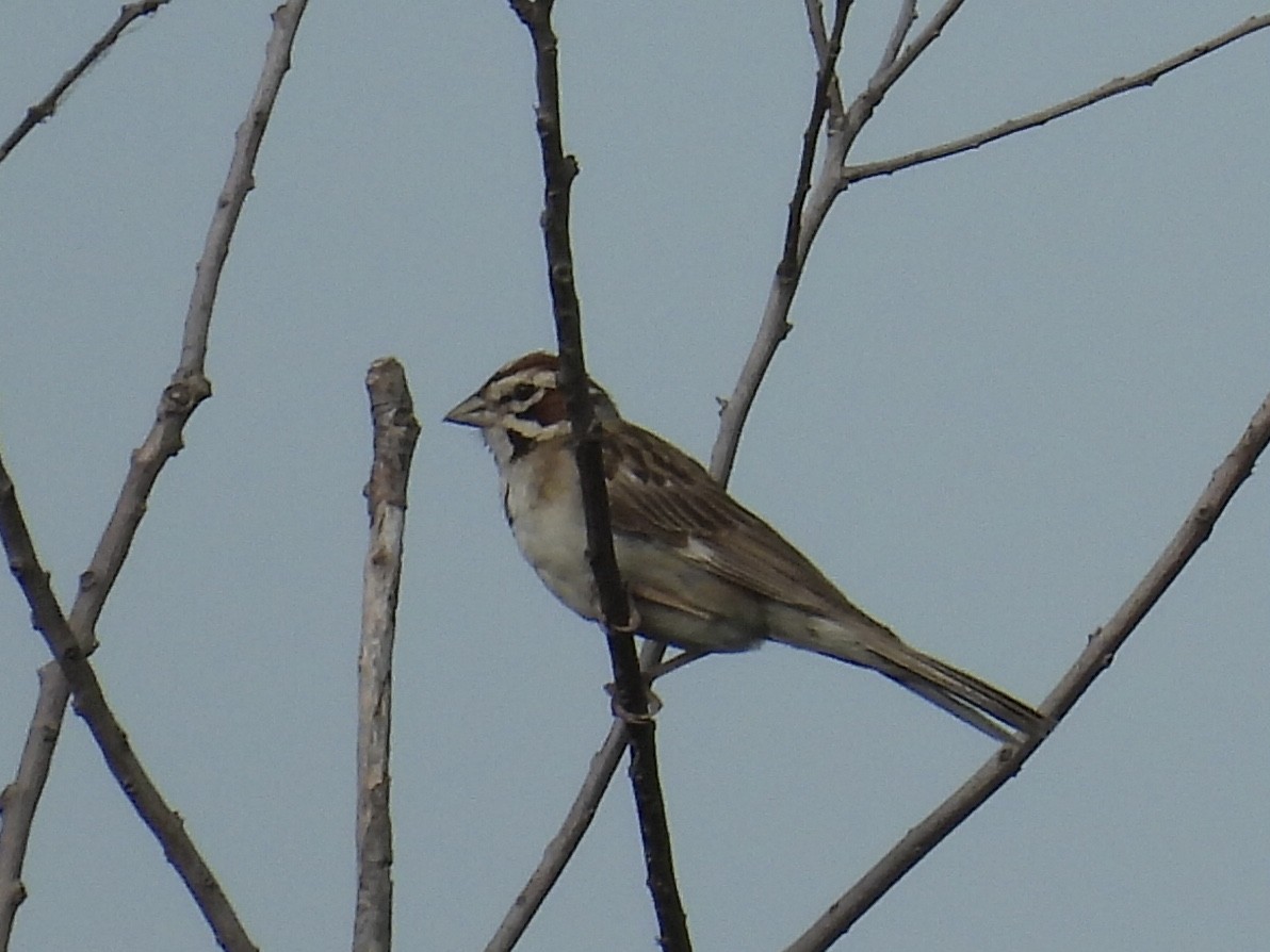 Lark Sparrow - ML620877655