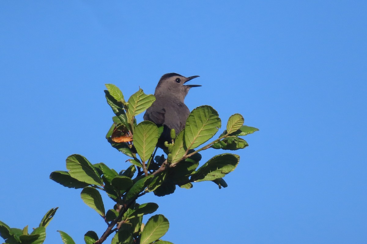 Pájaro Gato Gris - ML620877658