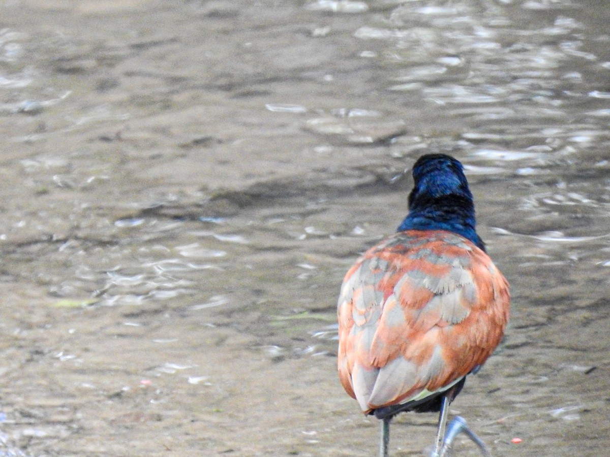 Jacana Suramericana - ML620877660