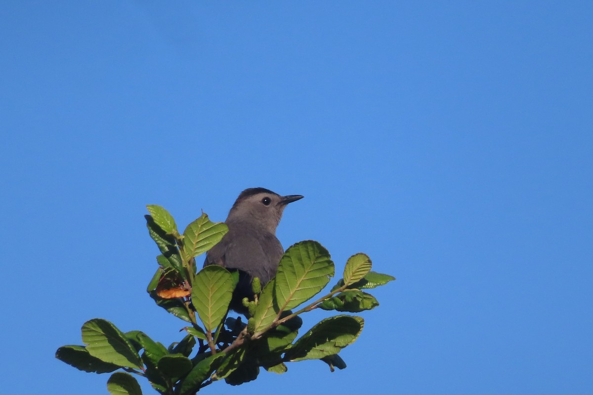 Pájaro Gato Gris - ML620877665