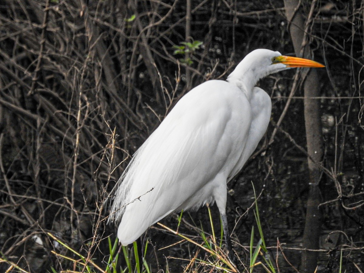 Great Egret - ML620877667