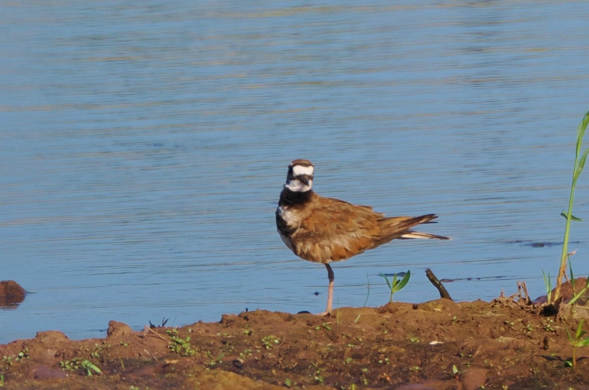 Killdeer - ML620877676